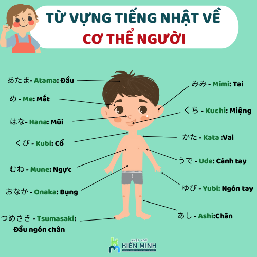 TỪ VỰNG TIẾNG NHẬT VỀ CƠ THỂ NGƯỜI